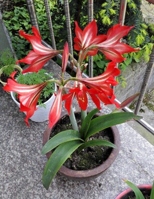 唐菖蒲种球种植方法