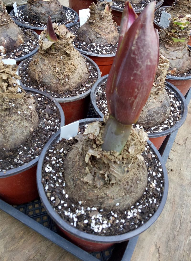 唐菖蒲种球种植方法