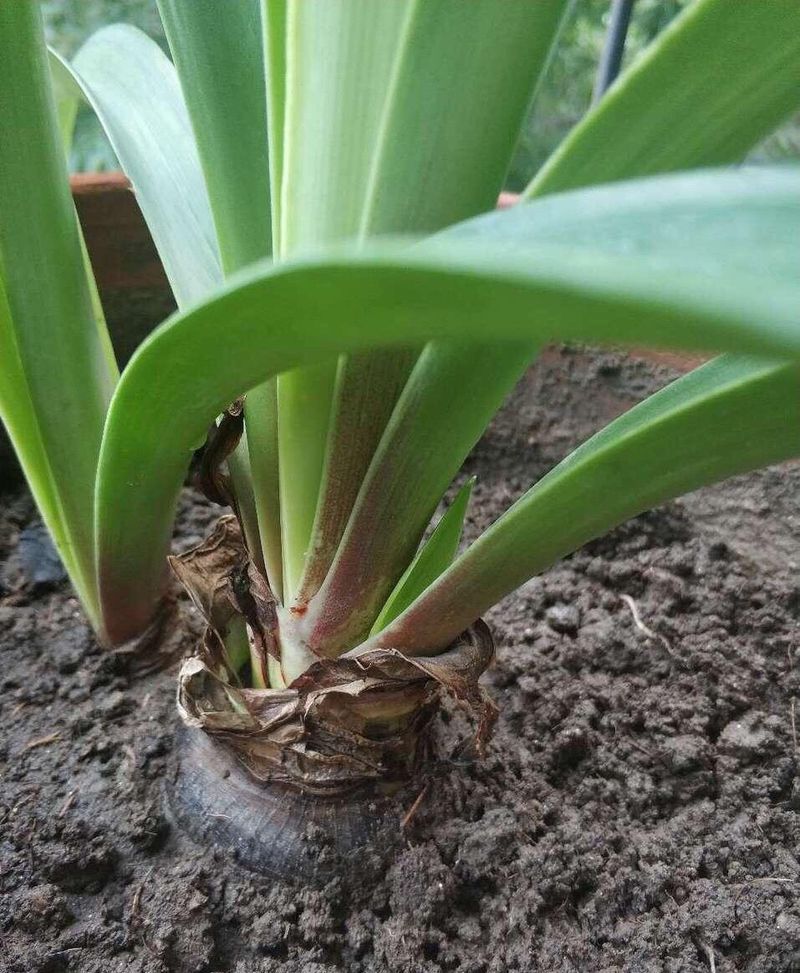 唐菖蒲种球种植方法