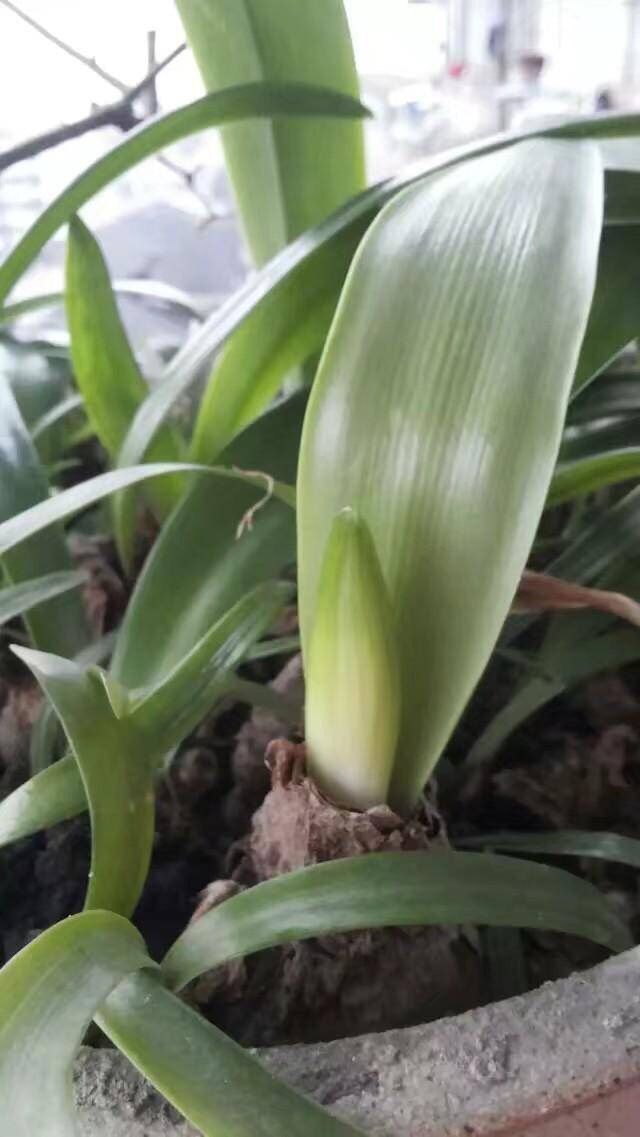 唐菖蒲种球种植方法