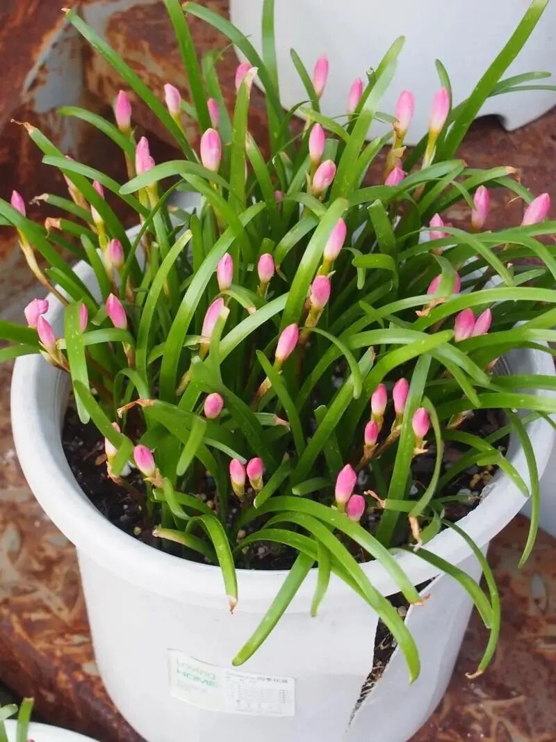 唐菖蒲种球种植方法
