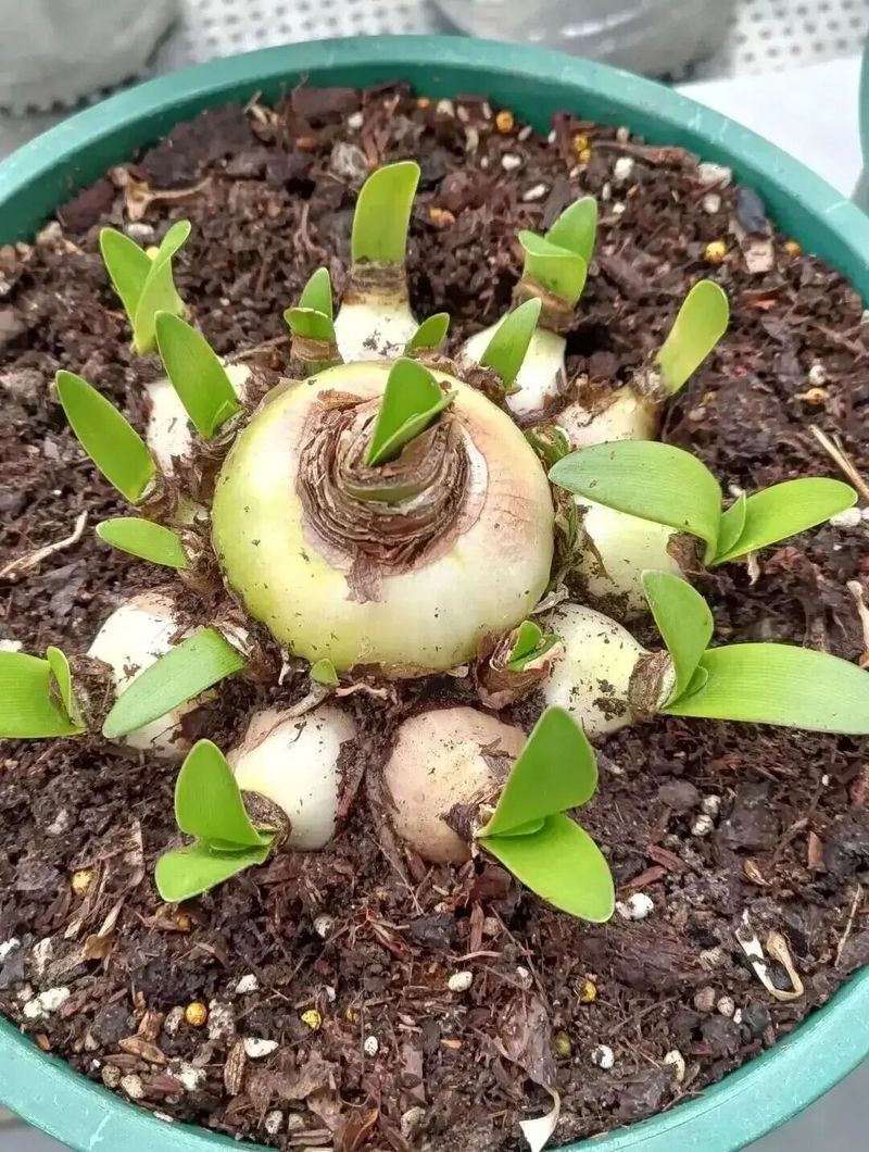 唐菖蒲种球种植方法