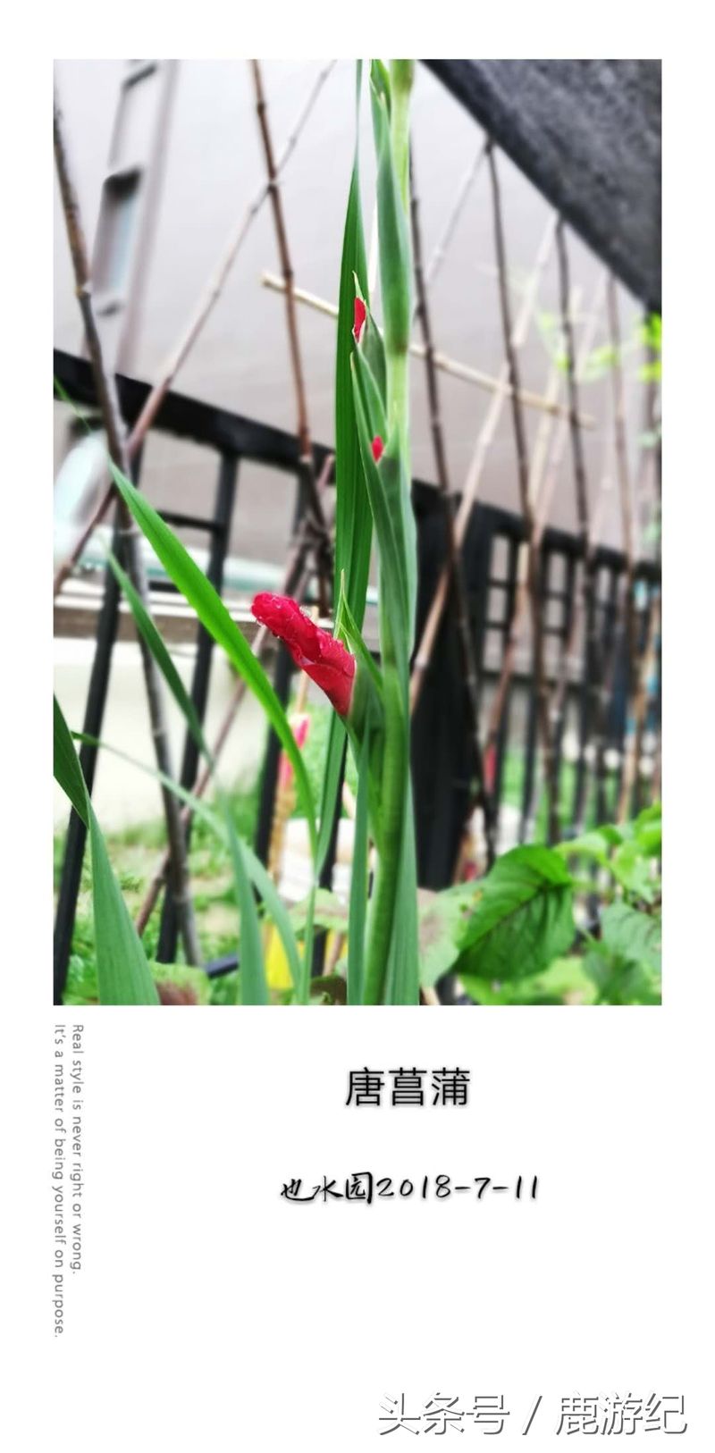 唐菖蒲种球种植方法