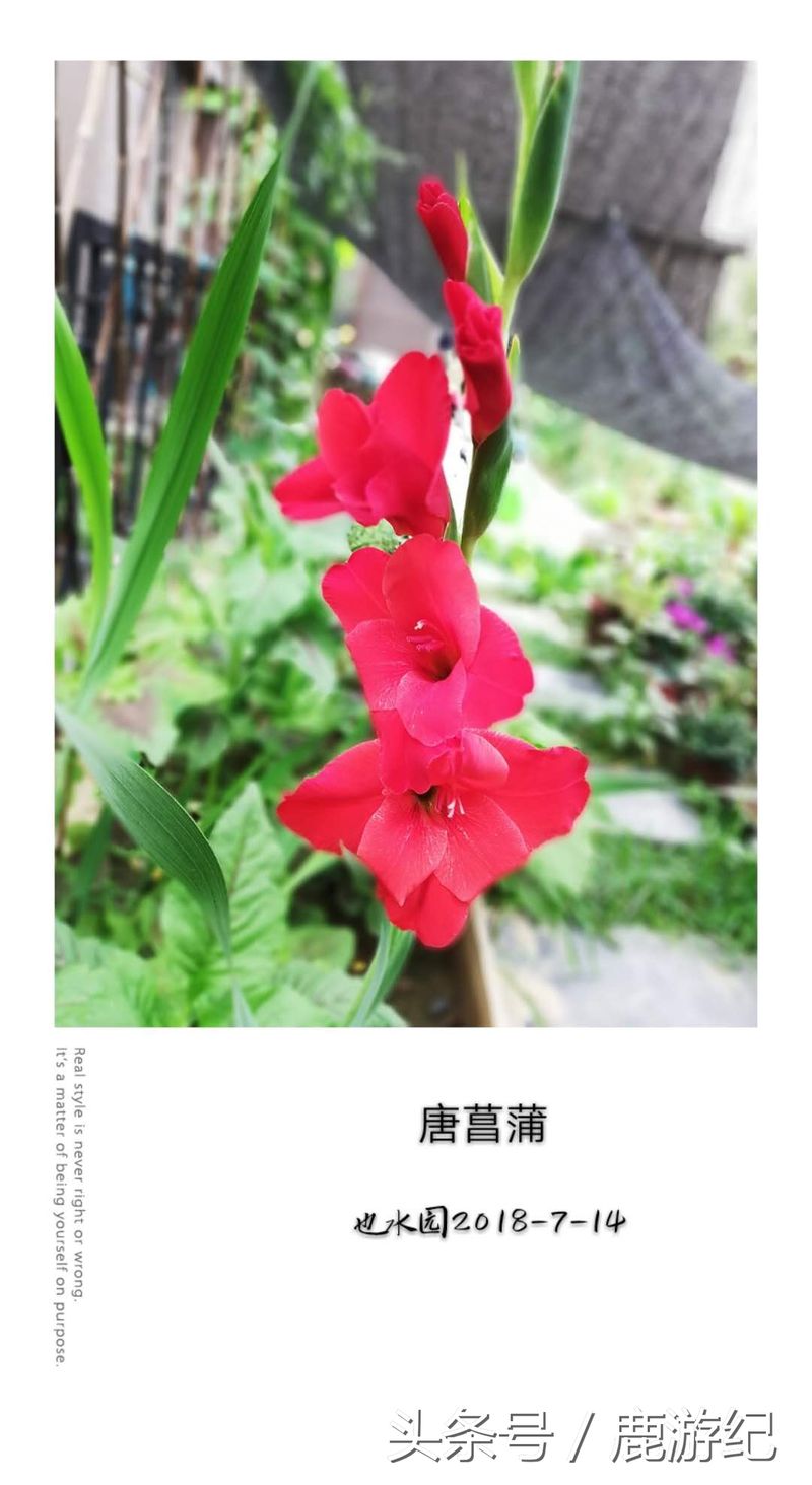 唐菖蒲种球种植方法