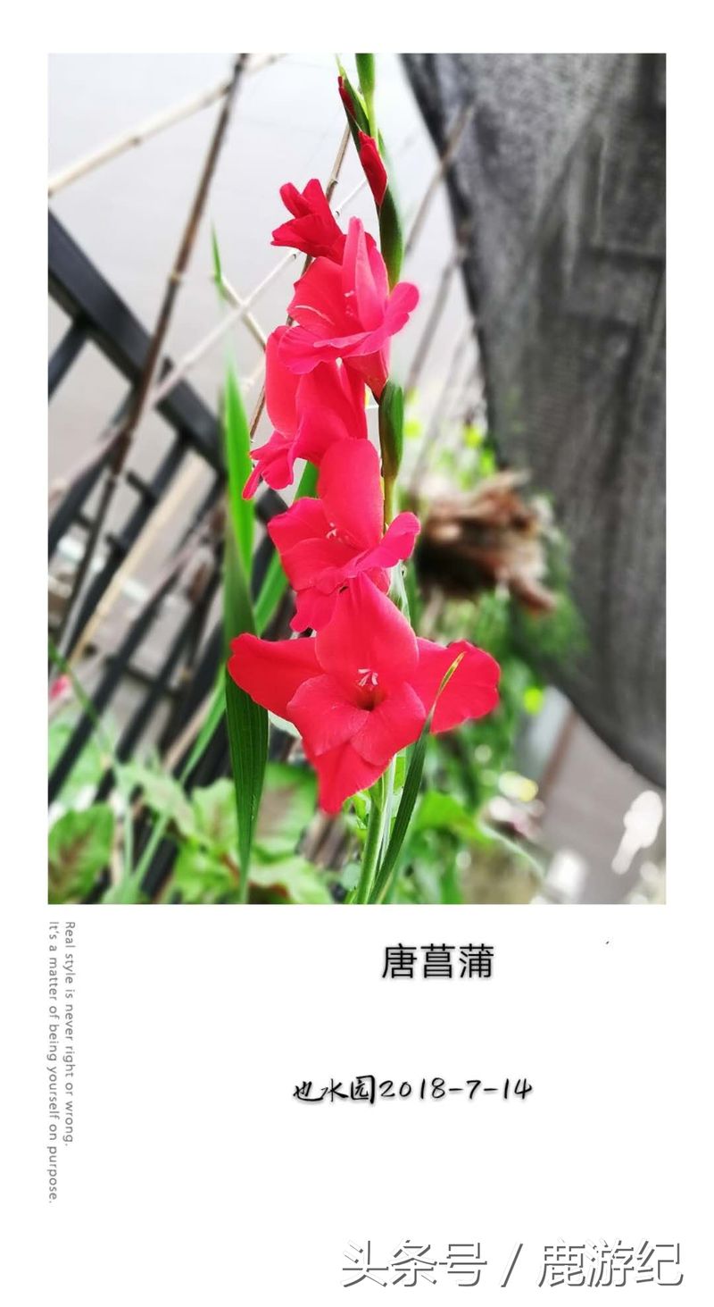 唐菖蒲种球种植方法