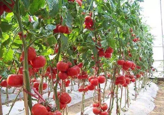 国外西红柿种植技术