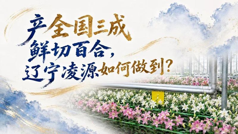 唐菖蒲种球种植方法
