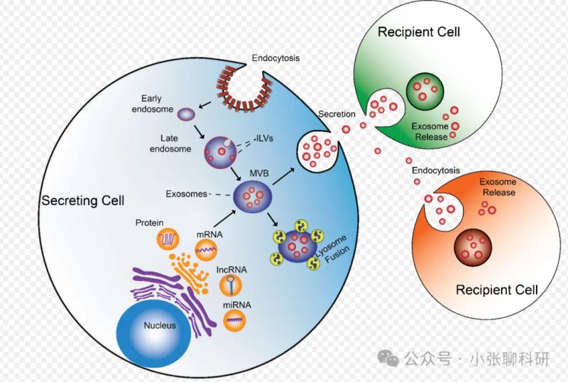 外泌体(exosome)知识与检测方法