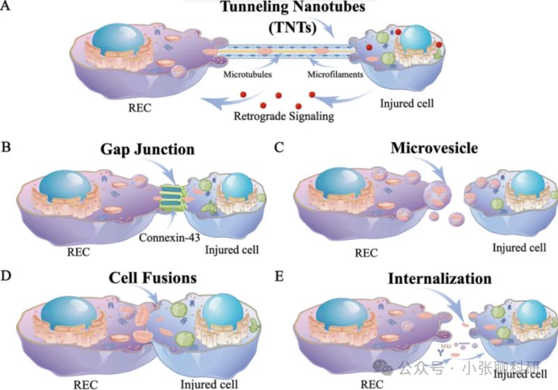 外泌体(exosome)知识与检测方法