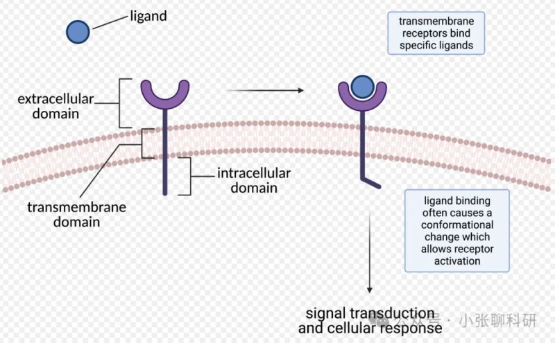 外泌体(exosome)知识与检测方法