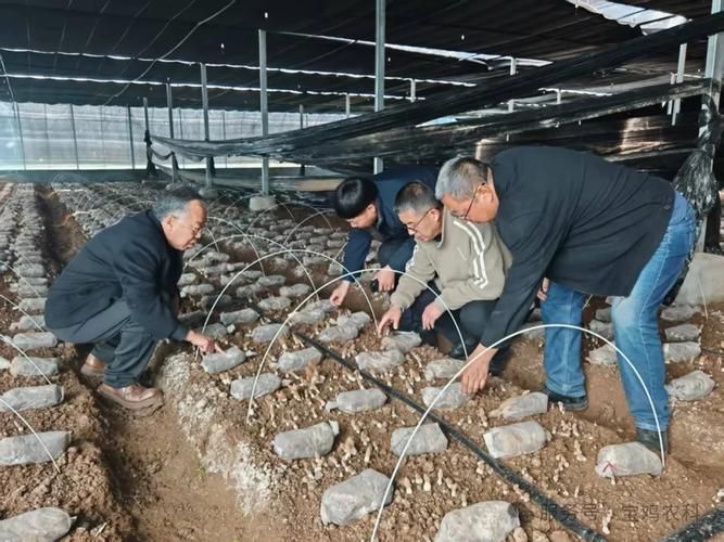 全国食用菌技术人员赴陕西宝鸡“充电”