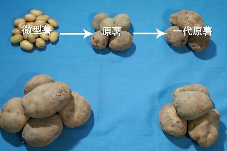 马铃薯覆膜种植技术