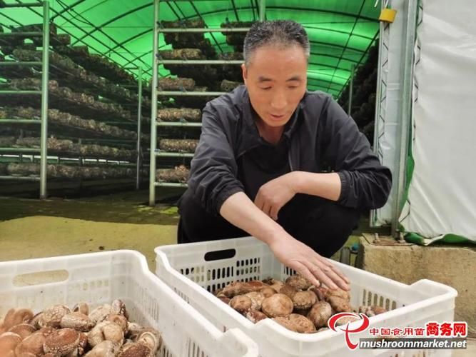 陕西那里培训食用菌种植技术