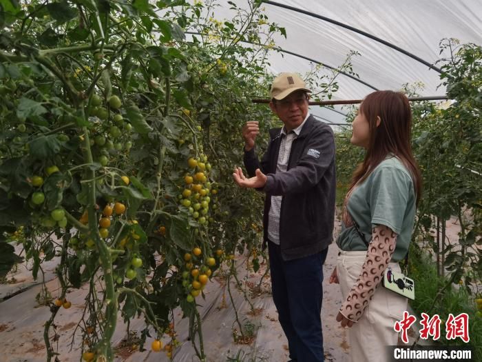 台湾大青枣种植技术