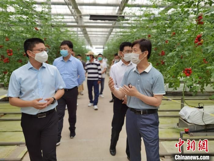 台湾大青枣种植技术
