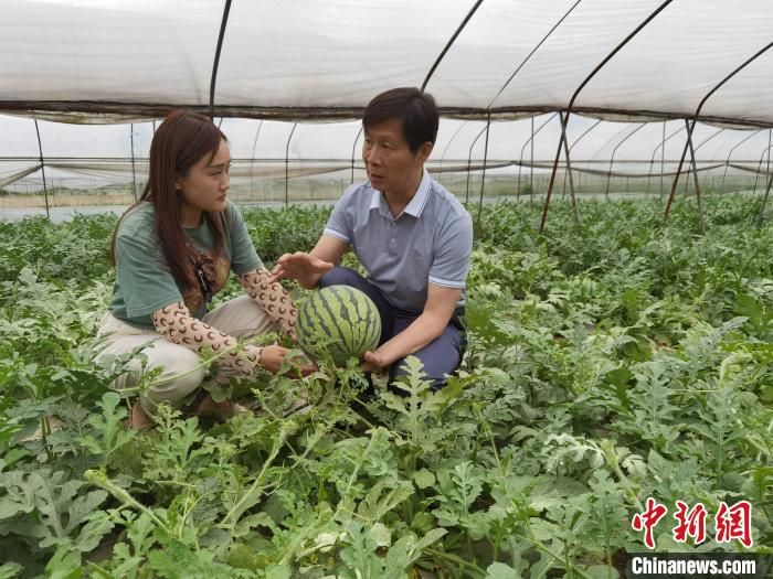 台湾大青枣种植技术
