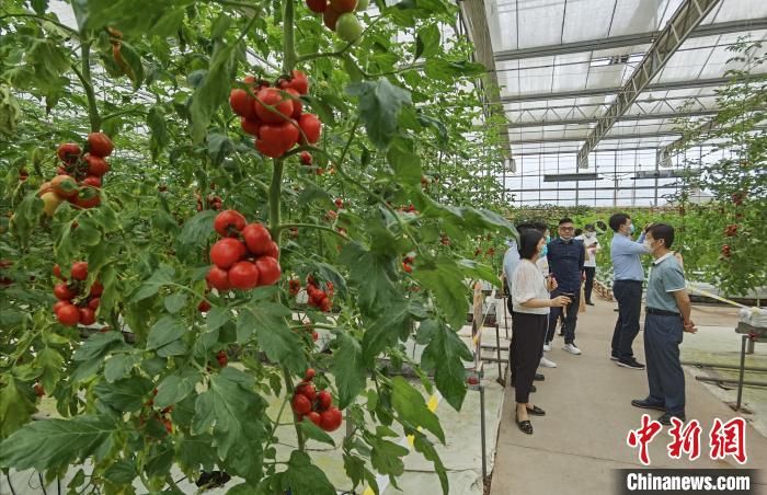 台湾大青枣种植技术