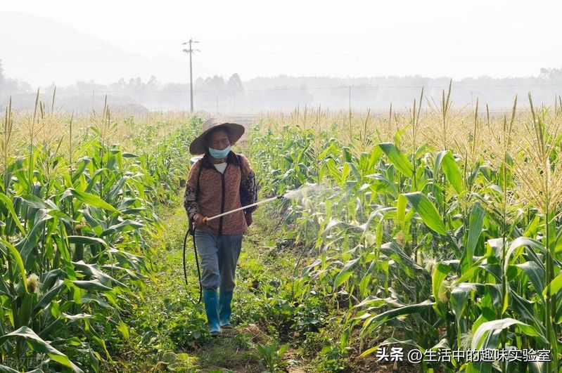 百草枯中毒机理