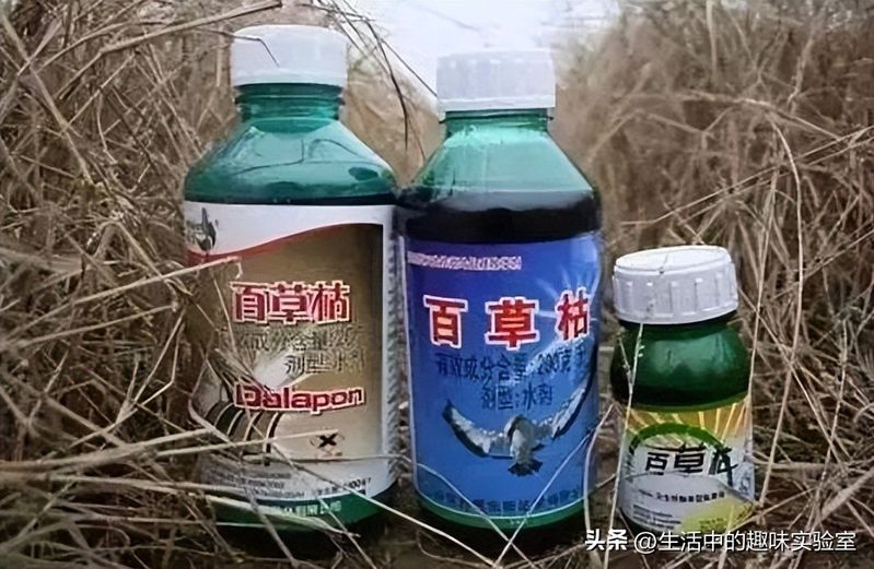 百草枯中毒机理