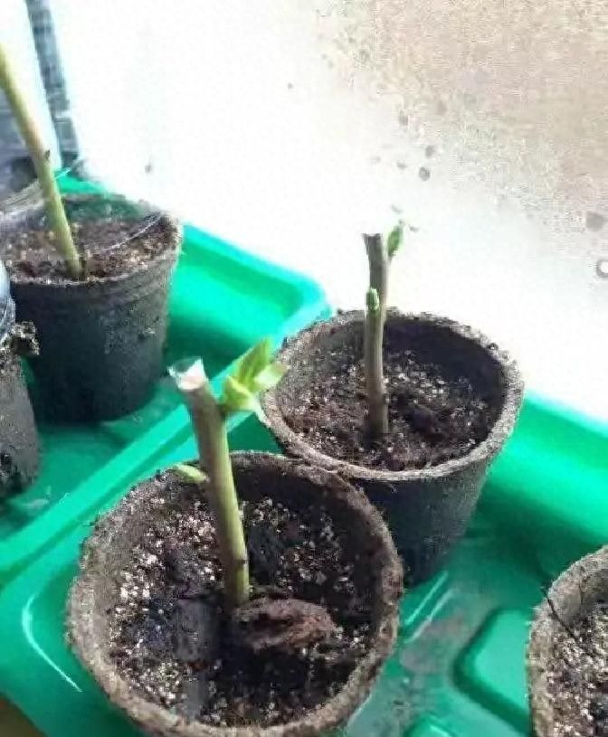 红果树种植