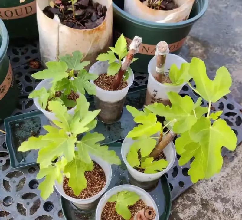 红果树种植