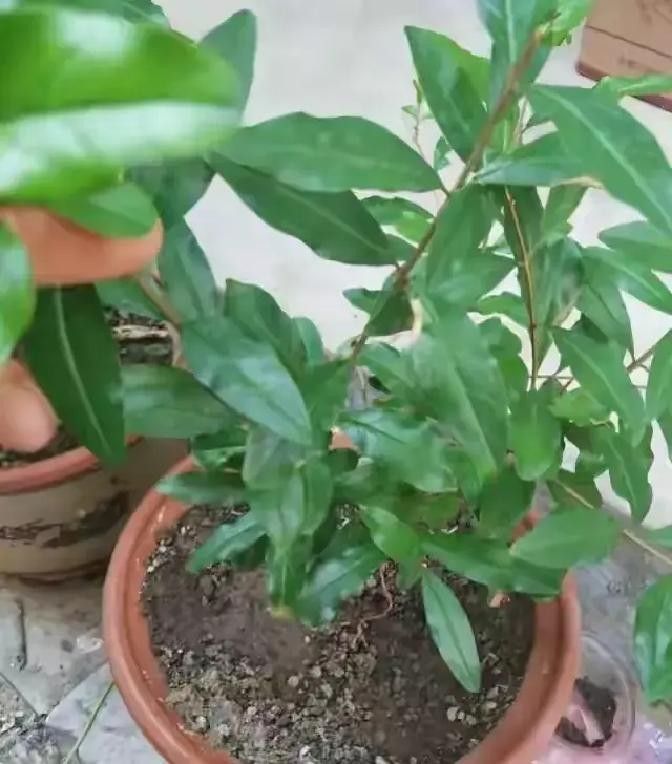 红果树种植