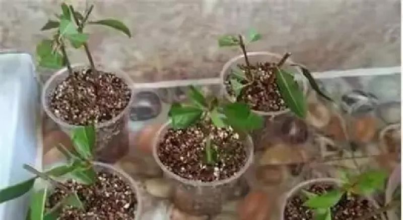 红果树种植