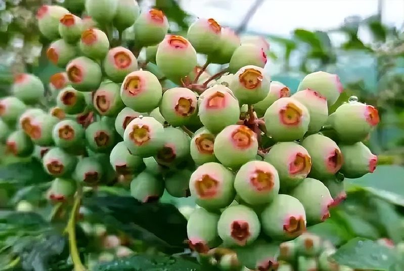 红果树种植