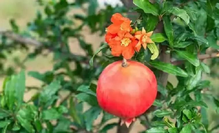 红果树种植