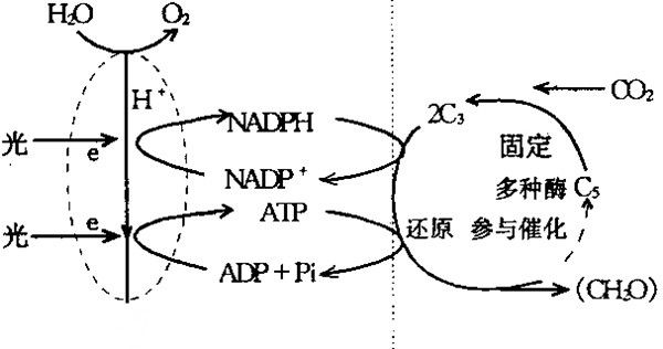 百草枯中毒机理