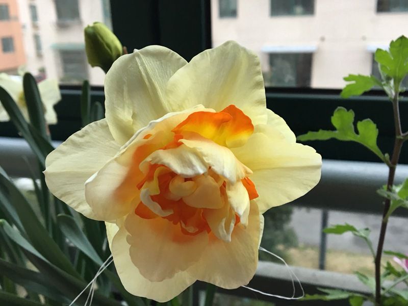水仙的种植方法