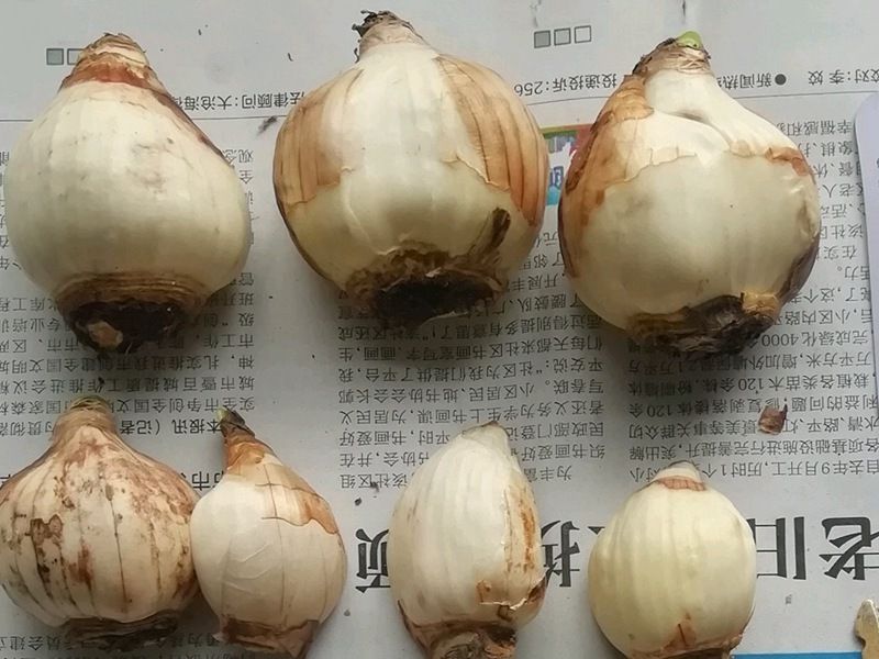 水仙的种植方法