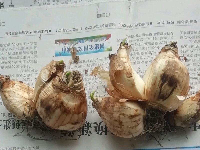 水仙的种植方法