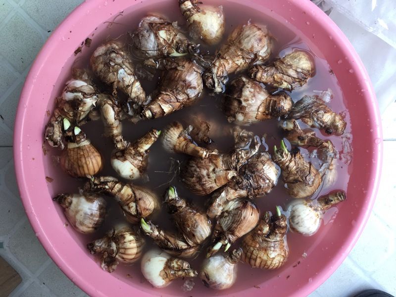 水仙的种植方法