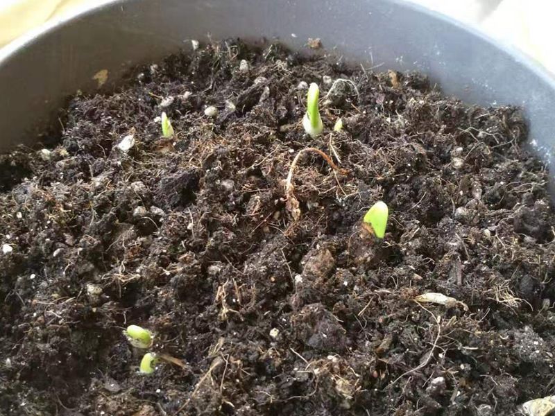 水仙的种植方法