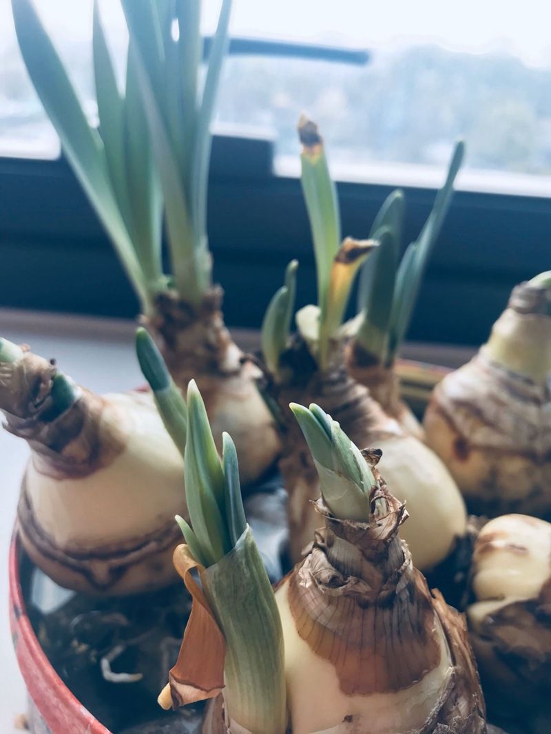 水仙的种植方法