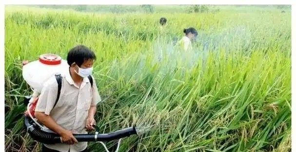 百草枯中毒机理