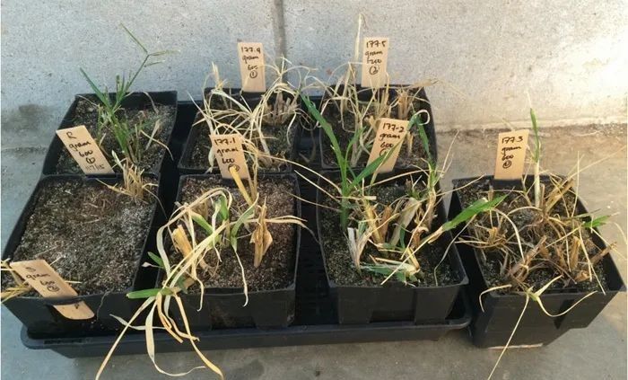 百草枯中毒机理