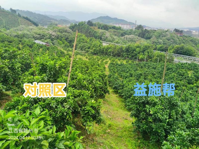 贡柑新型种植技术