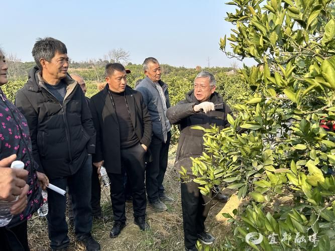 贡柑新型种植技术