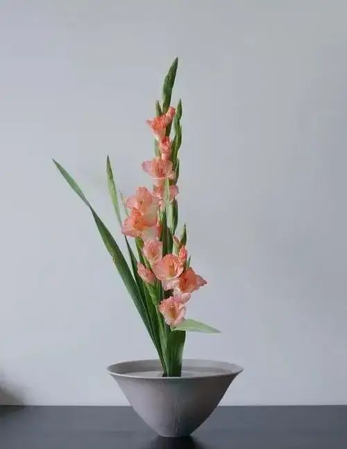 剑兰的种植方法