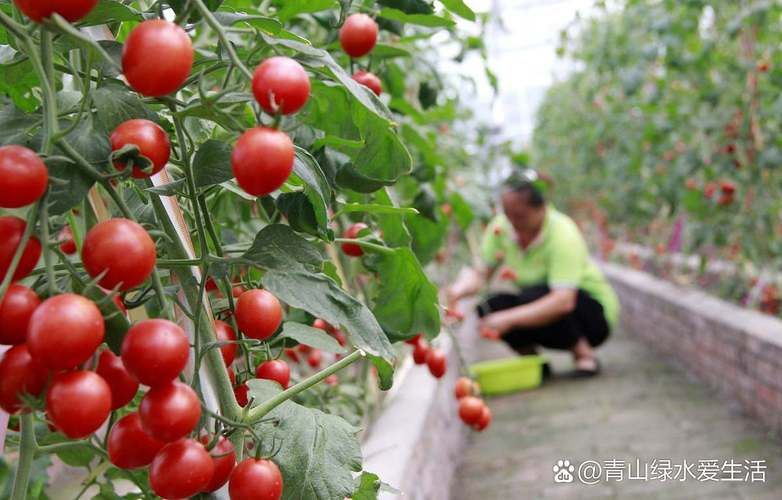 番茄露地种植技术