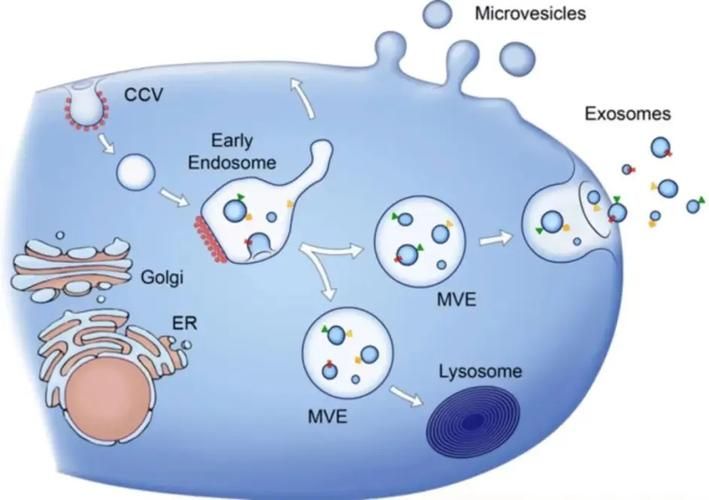 外泌体(exosome)知识与检测方法