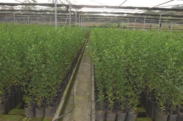 贡柑新型种植技术