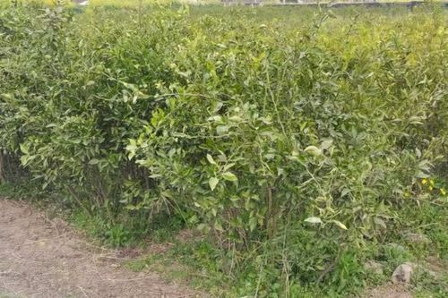 贡柑新型种植技术