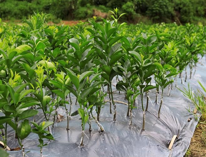 贡柑新型种植技术