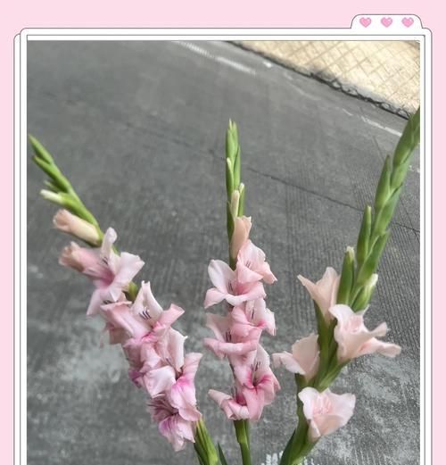 剑兰的种植方法