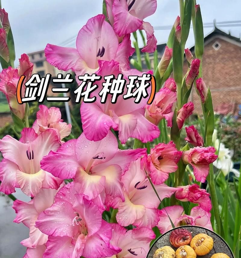 剑兰的种植方法