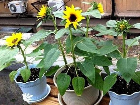 矮向日葵的种植方法