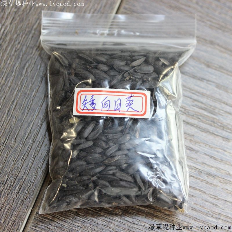 矮向日葵的种植方法